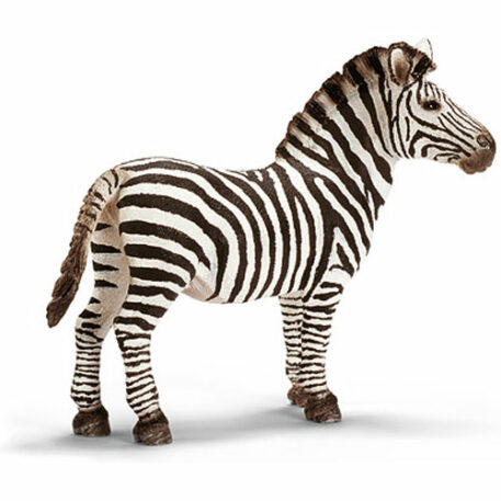 Zebra, Male