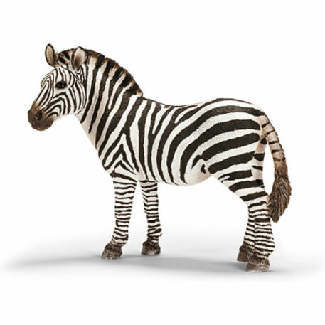 Zebra, Female