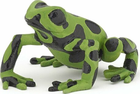 Equatorial Green Frog